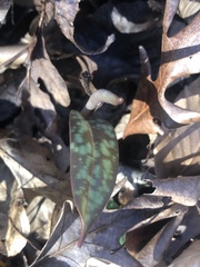 Erythronium umbilicatum