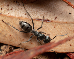 Calomyrmex albopilosus