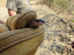 Micrurus laticollaris