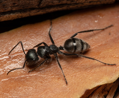 Calomyrmex albopilosus