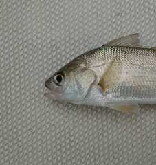 Bairdiella chrysoura