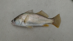 Bairdiella chrysoura