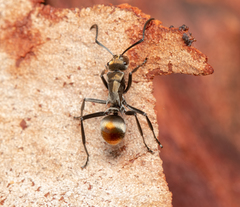 Polyrhachis trapezoidea
