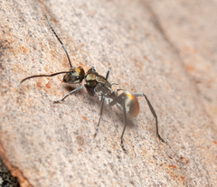 Polyrhachis trapezoidea
