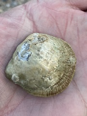 Pododesmus macrochisma