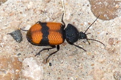 Panagaeus sallei