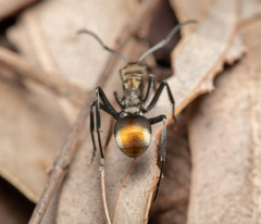 Polyrhachis trapezoidea