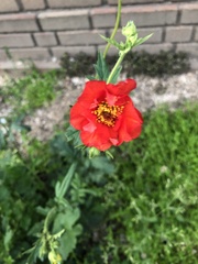 Potentilla thurberi