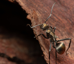 Polyrhachis trapezoidea
