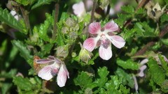 Anisodontea