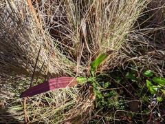 Carphephorus odoratissimus
