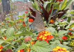Lepidoptera