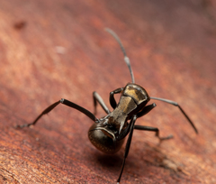 Polyrhachis trapezoidea