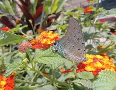 Lepidoptera