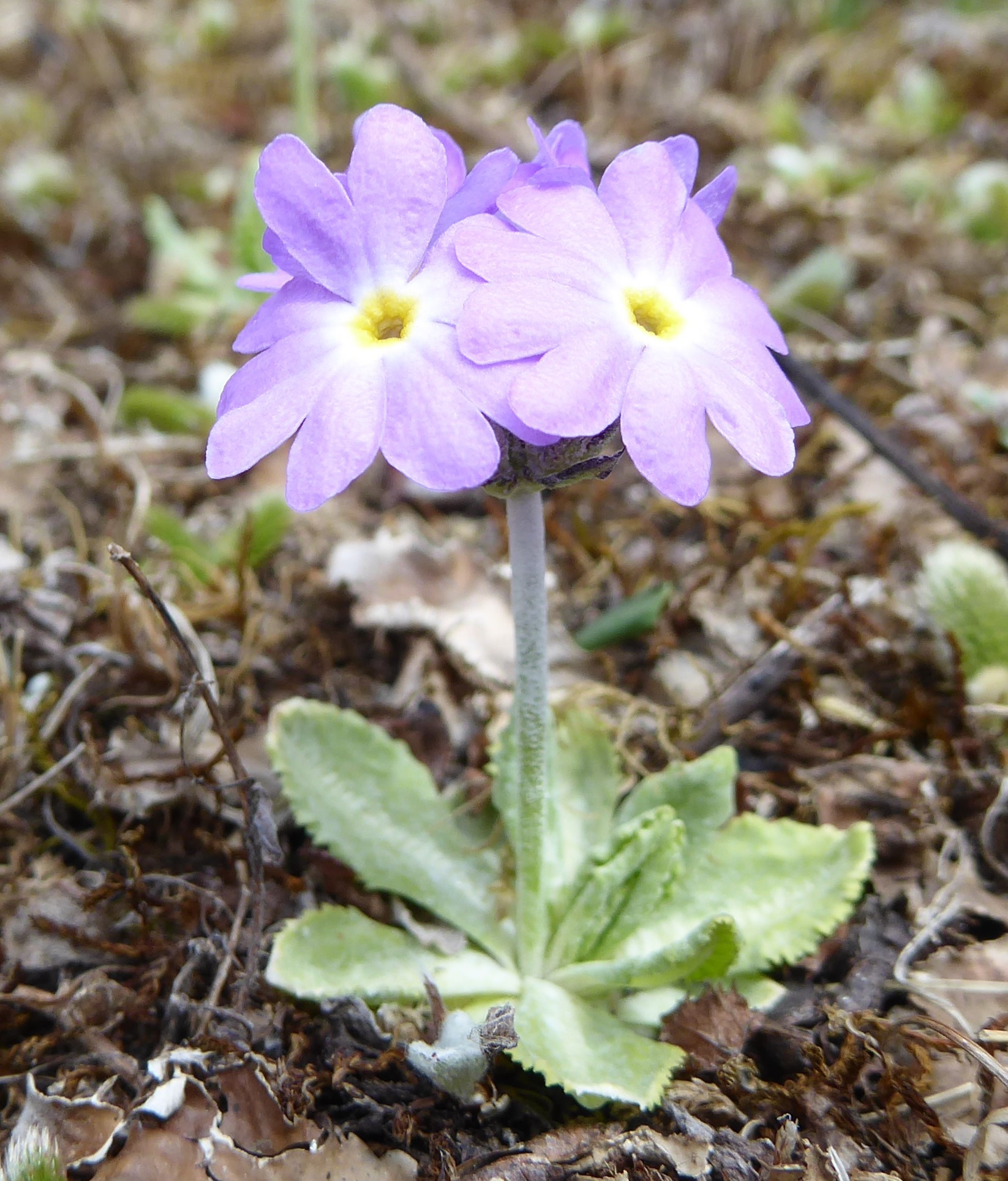 Drumstick Primrose (Primula denticulata) · iNaturalist