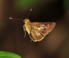 Isma bononia