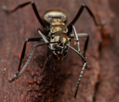 Polyrhachis trapezoidea