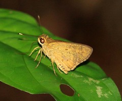 Isma bononia