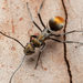Polyrhachis trapezoidea - Photo (c) Nigel Main, some rights reserved (CC BY), uploaded by Nigel Main
