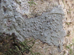 Ocellularia