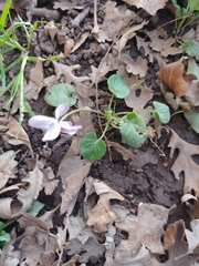 Viola