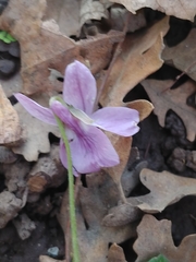 Viola