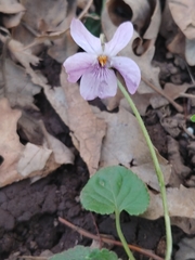 Viola