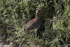 Pternistis rufopictus