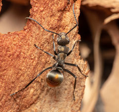 Polyrhachis trapezoidea