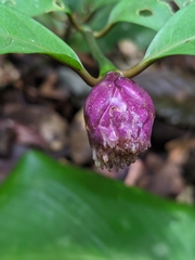Palicourea apoda
