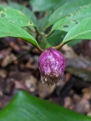 Palicourea apoda
