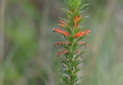 Siphocampylus verticillatus