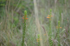 Siphocampylus verticillatus