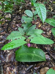 Palicourea apoda
