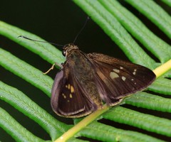 Isma protoclea
