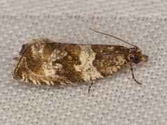 Olethreutes valdanum