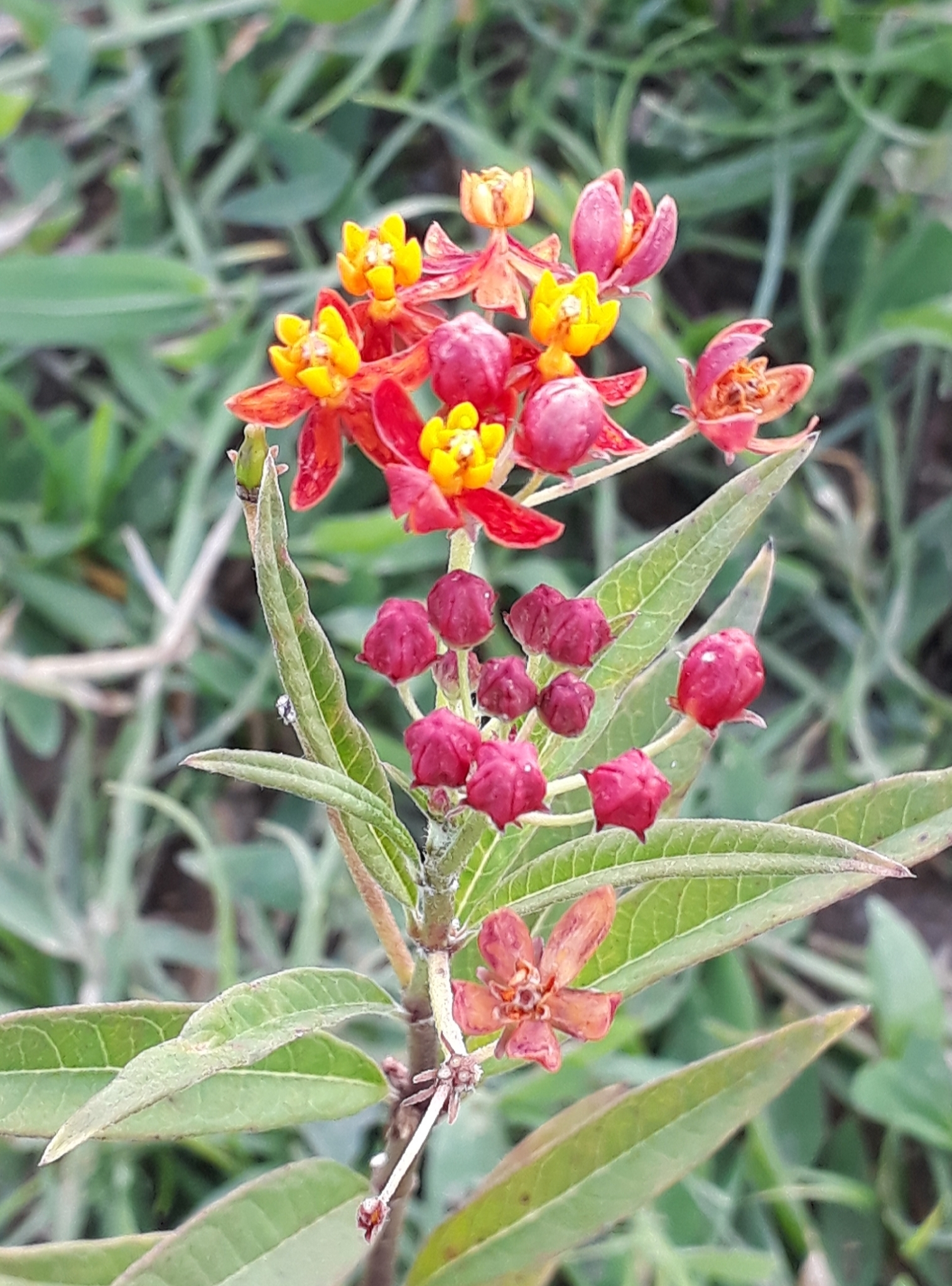 Asclepias curassavica
