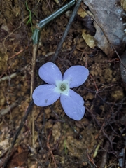 Voyria caerulea