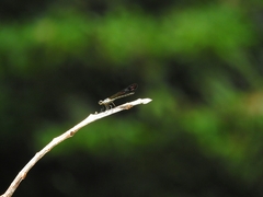 Heliocypha biseriata