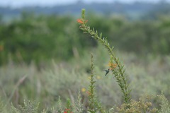 Siphocampylus verticillatus