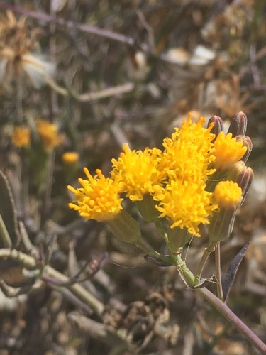 Senecio murorum