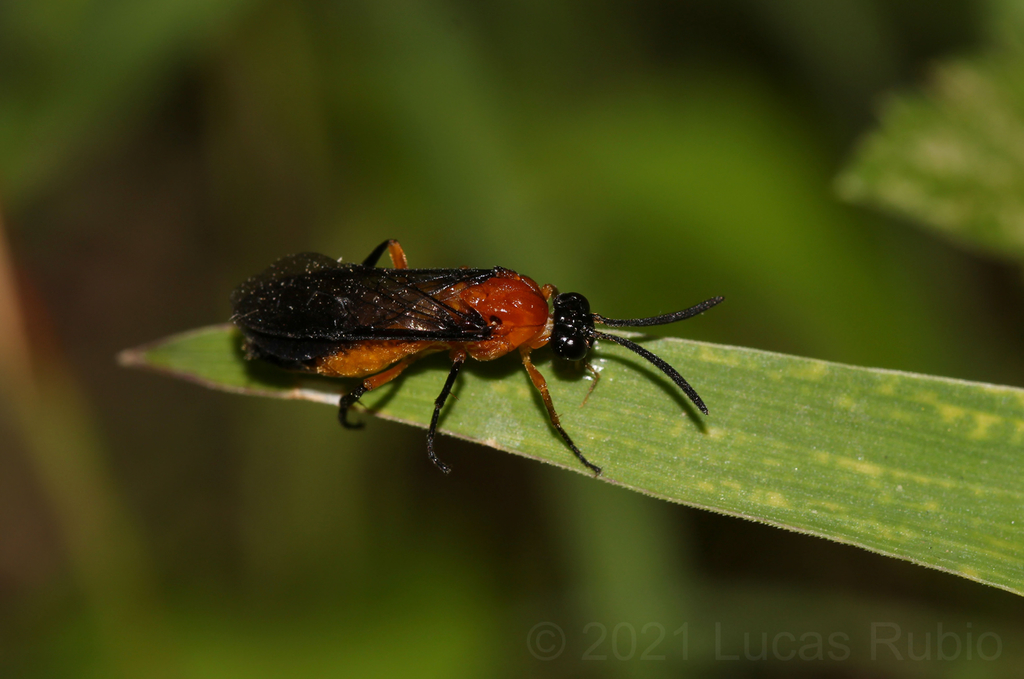Scobina