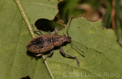Naupactus versatilis