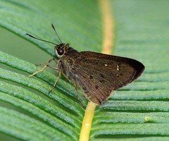 Isma protoclea