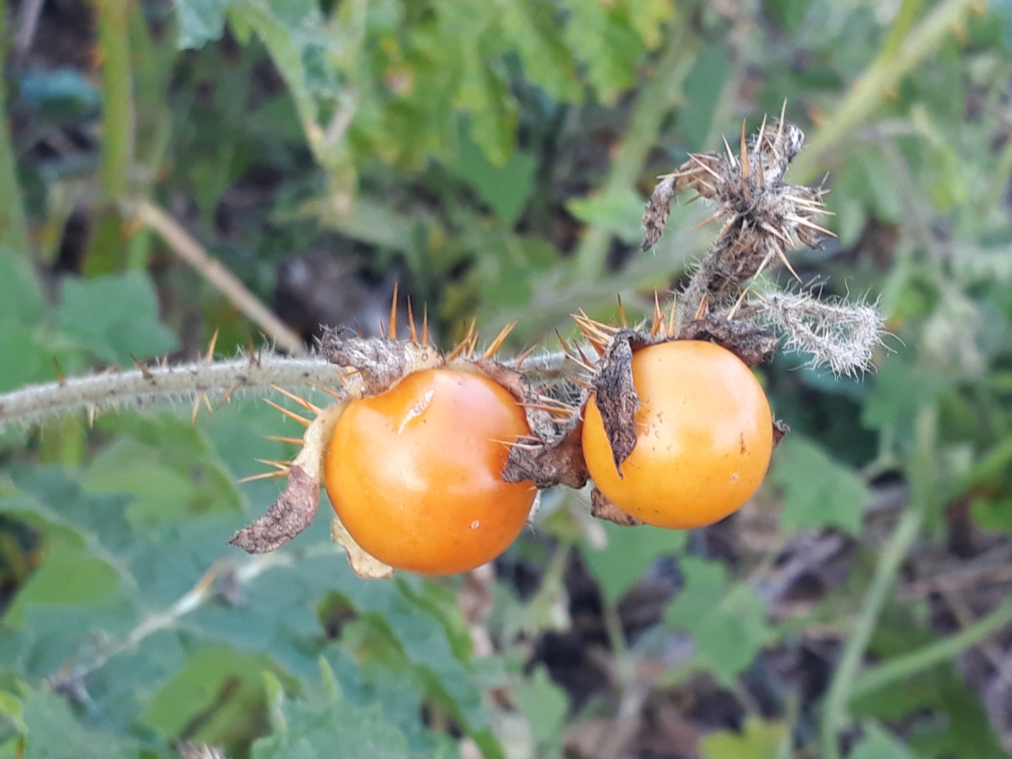 Solanum sisymbriifolium
