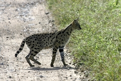 Leptailurus serval