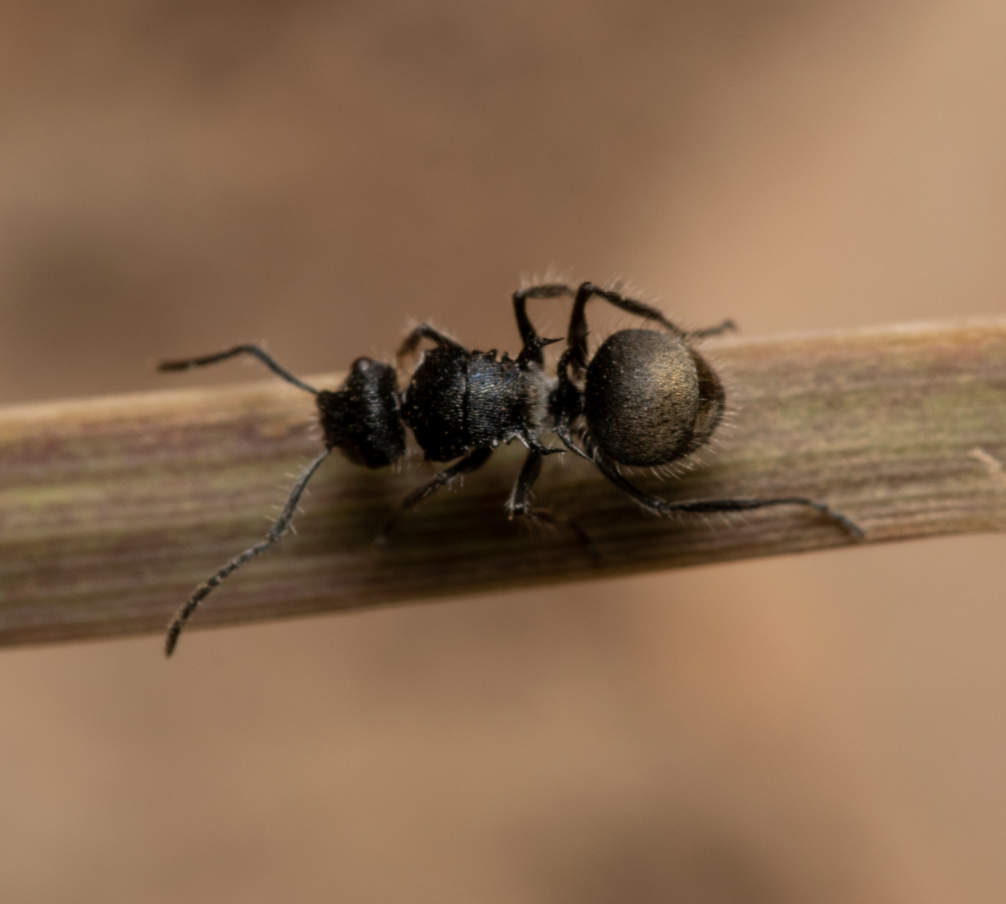 Polyrhachis heinlethii