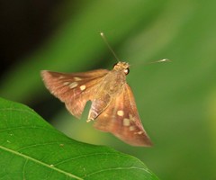 Isma umbrosa