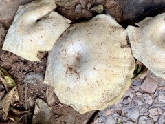Fungi