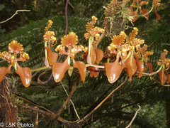 Cyrtochilum trifurcatum